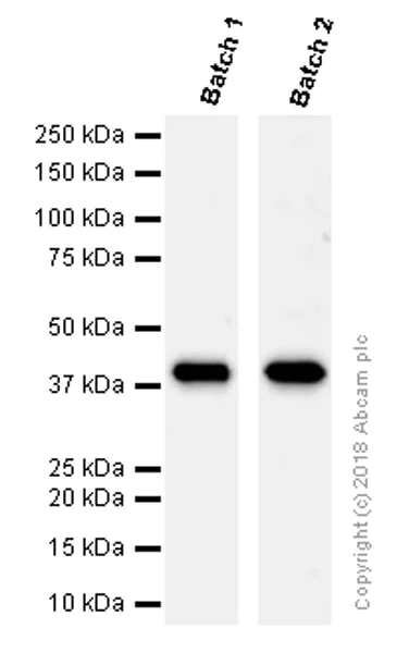 Western blot - Anti-TTF1/Nkx2-1 antibody [EP1584Y] - BSA and Azide free (AB216648)
