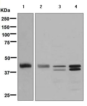 Western blot - Anti-TTF1/Nkx2-1 antibody [EPR5955(2)] (AB133737)