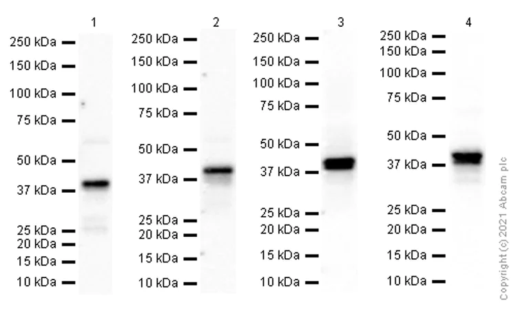 Western blot - Anti-TTF1/Nkx2-1 antibody [EPR8190-6] - BSA and Azide free (AB227575)