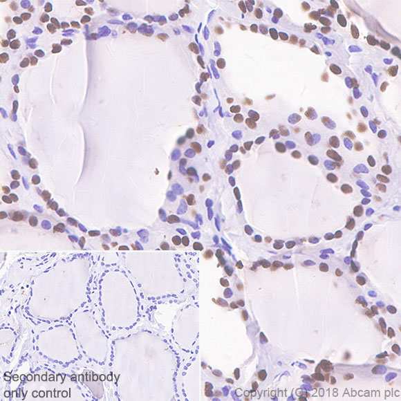 Anti-TTF1/Nkx2-1 antibody [SP141] - BSA and Azide free (ab242428