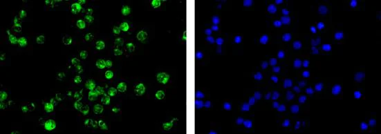 Immunocytochemistry/ Immunofluorescence - Anti-TTF2 antibody [EPR12756] - BSA and Azide free (AB240241)