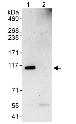 Immunoprecipitation - Anti-TTI1 antibody - N-terminal (AB176696)
