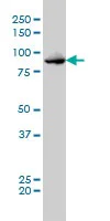Western blot - Anti-TTK/Mps1 antibody [3G7] (AB219068)