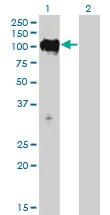 Western blot - Anti-TTK/Mps1 antibody [3G7] (AB219068)
