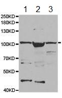 Western blot - Anti-TTK/Mps1 antibody (AB187520)