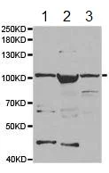Western blot - Anti-TTK/Mps1 antibody (AB187520)