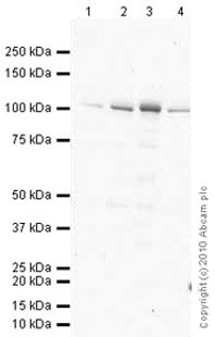 Western blot - Anti-TTK/Mps1 antibody [N1] - BSA free (AB11108)