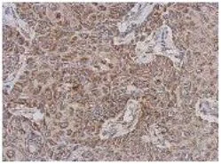 Immunohistochemistry (Formalin/PFA-fixed paraffin-embedded sections) - Anti-TTLL12 antibody (AB154086)