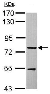 Western blot - Anti-TTLL12 antibody (AB154086)