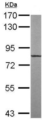 Western blot - Anti-TTLL12 antibody (AB154086)