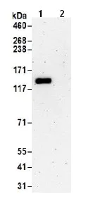 Immunoprecipitation - Anti-TTLL5 antibody (AB187697)