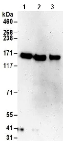 Western blot - Anti-TTLL5 antibody (AB187697)