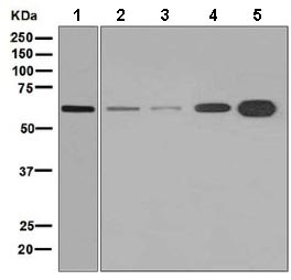 Western blot - Anti-TUB 1 antibody [EPR8241] - BSA and Azide free (AB248353)