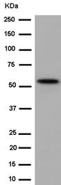 Western blot - Anti-TUB3 antibody [EPR13800] - BSA and Azide free (AB250803)