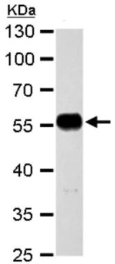 Western blot - Anti-TUBA1A antibody - Loading Control (AB95966)