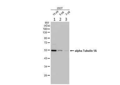 Western blot - Anti-TUBA1A antibody - Loading Control (AB95966)