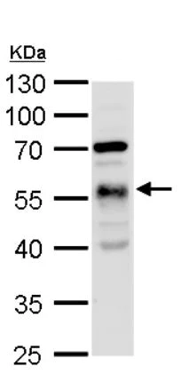 Western blot - Anti-TUBA1A antibody - Loading Control (AB95966)