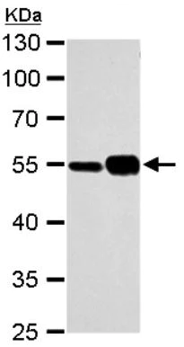 Western blot - Anti-TUBA1A antibody - Loading Control (AB95966)