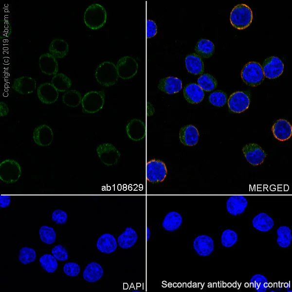 Immunocytochemistry/ Immunofluorescence - Anti-TUBA1B antibody [EPR1333] - BSA and Azide free (AB247709)