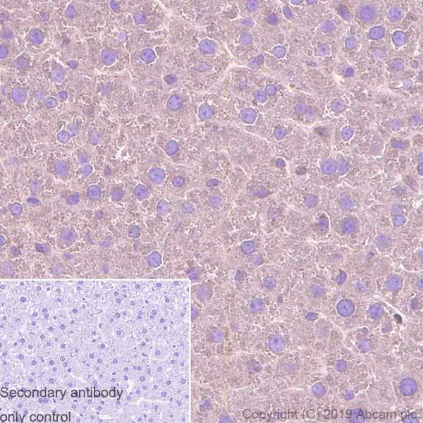 Immunohistochemistry (Formalin/PFA-fixed paraffin-embedded sections) - Anti-TUBA1B antibody [EPR1333] - BSA and Azide free (AB247709)