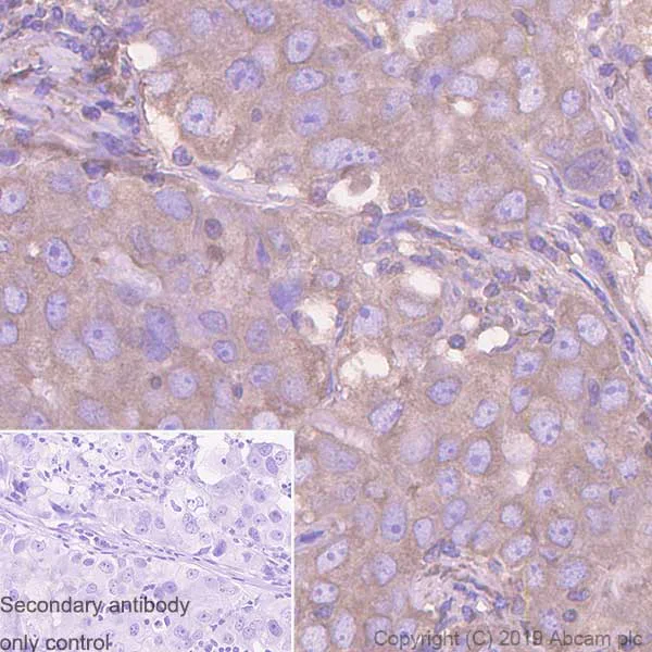 Immunohistochemistry (Formalin/PFA-fixed paraffin-embedded sections) - Anti-TUBA1B antibody [EPR1333] - BSA and Azide free (AB247709)