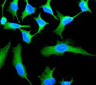 Immunocytochemistry/ Immunofluorescence - Anti-TUBA1B antibody [EPR1333] - Loading Control (AB108629)