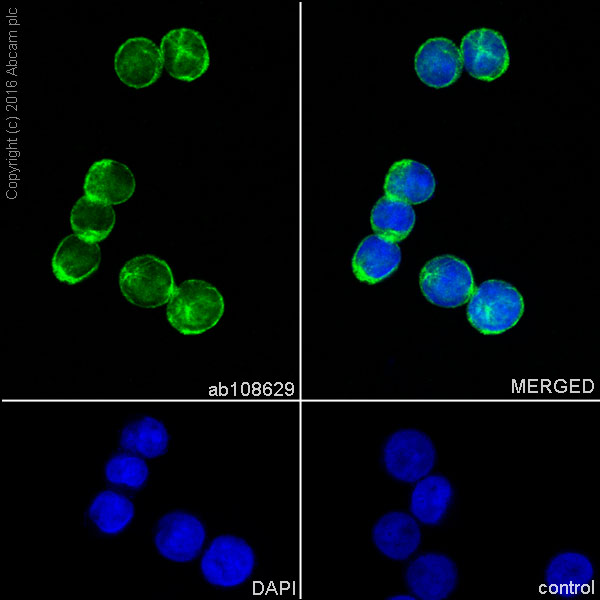 Immunocytochemistry/ Immunofluorescence - Anti-TUBA1B antibody [EPR1333] (ab108629), expandable thumbnail