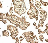 Immunohistochemistry (Formalin/PFA-fixed paraffin-embedded sections) - Anti-TUBA1B antibody [EPR1333] - Loading Control (AB108629)