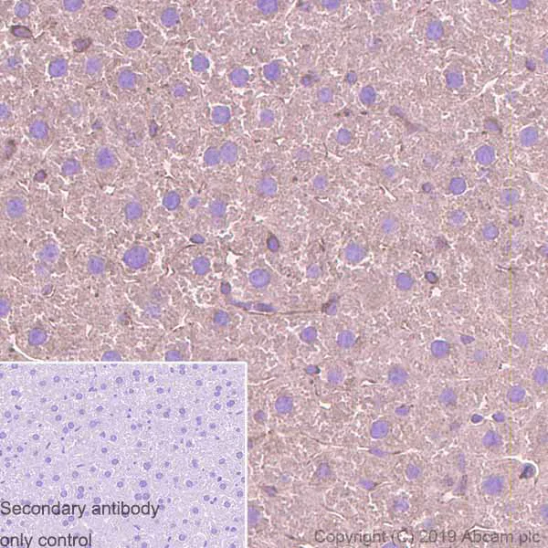 Immunohistochemistry (Formalin/PFA-fixed paraffin-embedded sections) - Anti-TUBA1B antibody [EPR1333] - Loading Control (AB108629)