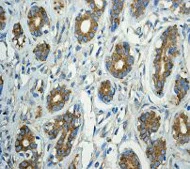 Immunohistochemistry (Formalin/PFA-fixed paraffin-embedded sections) - Anti-TUBA1B antibody [EPR1333] - Loading Control (AB108629)