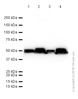 Western blot - Anti-TUBA1B antibody [EPR1333] - Loading Control (AB108629)