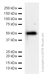 Western blot - Anti-TUBA1B antibody [EPR1333] - Loading Control (AB108629), expandable thumbnail