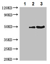 Immunoprecipitation - Anti-TUBA1C antibody (AB222849), expandable thumbnail