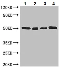 Western blot - Anti-TUBA1C antibody (AB222849)