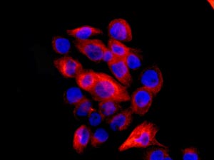 Immunocytochemistry/ Immunofluorescence - Anti-TUBA4A antibody [EPR13477(B)] (AB177479), expandable thumbnail