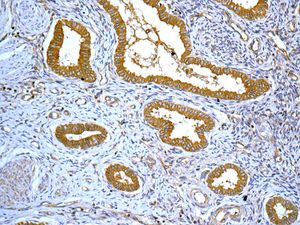 Immunohistochemistry (Formalin/PFA-fixed paraffin-embedded sections) - Anti-TUBA4A antibody [EPR13477(B)] (AB177479), expandable thumbnail