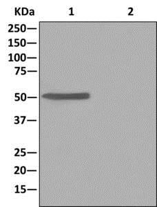 Immunoprecipitation - Anti-TUBA4A antibody [EPR13477(B)] (AB177479), expandable thumbnail