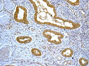 Immunohistochemistry (Formalin/PFA-fixed paraffin-embedded sections) - Anti-TUBA4A antibody [EPR13477(B)] - Loading Control (AB177479)
