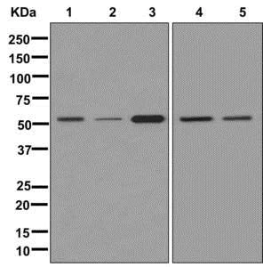 Western blot - Anti-TUBA4A antibody [EPR13477(B)] - Loading Control (AB177479)