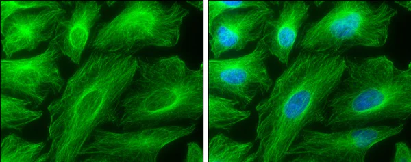 Immunocytochemistry/ Immunofluorescence - Anti-TUBA4A antibody - Loading Control (AB228701)