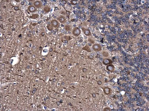 Immunohistochemistry (Formalin/PFA-fixed paraffin-embedded sections) - Anti-TUBA4A antibody - Loading Control (AB228701)