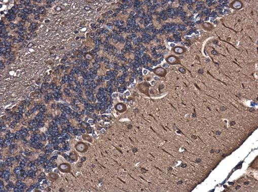 Immunohistochemistry (Formalin/PFA-fixed paraffin-embedded sections) - Anti-TUBA4A antibody - Loading Control (AB228701)