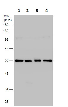Western blot - Anti-TUBA4A antibody - Loading Control (AB228701), expandable thumbnail