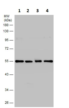 Western blot - Anti-TUBA4A antibody - Loading Control (AB228701)