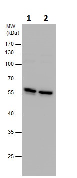 Western blot - Anti-TUBA4A antibody - Loading Control (ab228701), expandable thumbnail