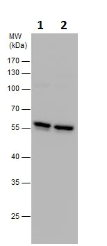 Western blot - Anti-TUBA4A antibody - Loading Control (AB228701)