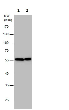 Western blot - Anti-TUBA4A antibody - Loading Control (AB228701)