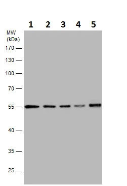 Western blot - Anti-TUBA4A antibody - Loading Control (AB228701)