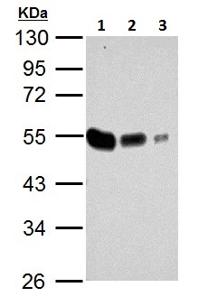 Western blot - Anti-TUBA4A antibody - Loading Control (AB228701), expandable thumbnail