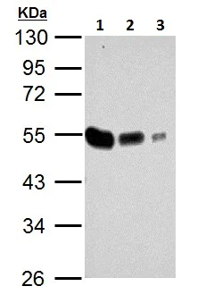 Western blot - Anti-TUBA4A antibody - Loading Control (AB228701)